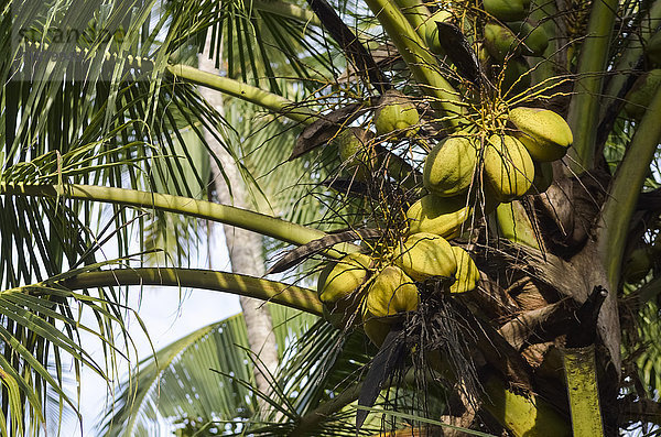 Kokospalme mit grünen Kokosnüssen; Ponnani  Bezirk Malappuram  Kerala  Indien'.