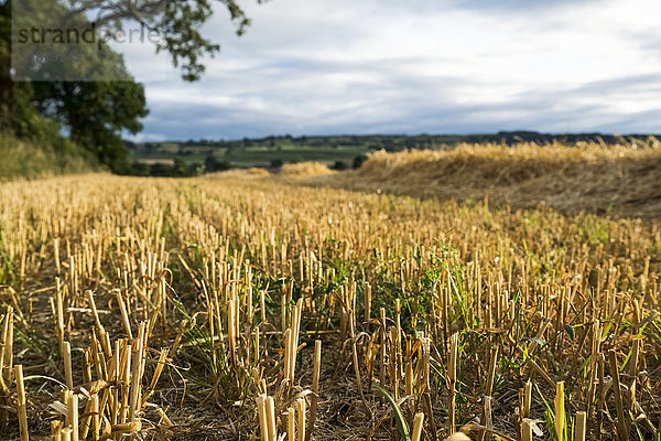 Getreidestoppeln auf einem Feld unter einem bewölkten Himmel; Ravensworth  North Yorkshire  England