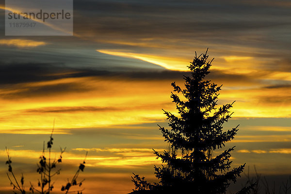 Silhouette eines immergrünen Baums mit farbenfrohem  dramatischem Himmel bei Sonnenuntergang; Calgary  Alberta  Kanada'.