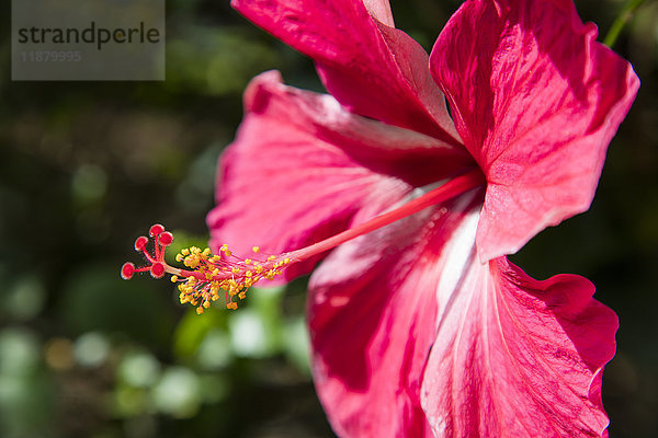 Nahaufnahme einer rosa Hibiskusblüte; Maui  Hawaii  Vereinigte Staaten von Amerika'.