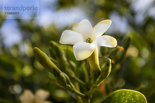 Nahaufnahme einer Puakenikeni-Blüte; Lanai  Hawaii  Vereinigte Staaten von Amerika'.