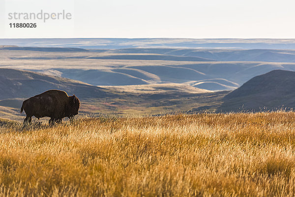 Wisent (Bison bison)  Grasslands National Park; Saskatchewan  Kanada'.