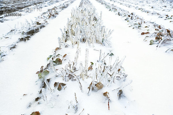 Schneebedeckte Furchen auf einem Acker