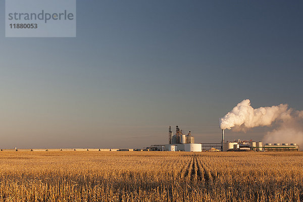 Maisfeld bei Sonnenaufgang in der Nähe der Ethanolanlage von Glacial Lakes Energy bei Mina; South Dakota  Vereinigte Staaten von Amerika'.