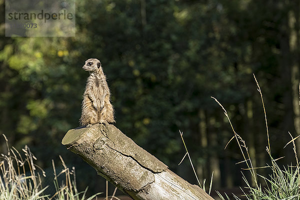 Ein Erdmännchen (Suricata suricatta) sitzt wachsam und aufmerksam auf einem Baumstamm; North Yorkshire  England'.