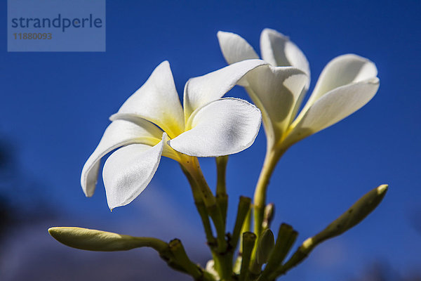 Nahaufnahme einer weißen Plumeria-Blüte vor blauem Himmel; Maui  Hawaii  Vereinigte Staaten von Amerika'.