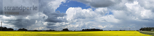 Wolken bedecken einen blauen Himmel und werfen Schatten auf das darunter liegende Rapsfeld; Alberta  Kanada'.