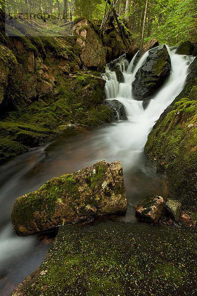 Moose und große Felsbrocken an einem Wasserfall am Horse Pasture Brook; Wentworth Valley  Nova Scotia  Kanada'.