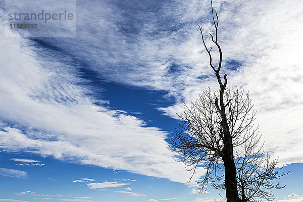 Silhouette eines abgestorbenen Baumes vor einer dramatischen Wolkenformation mit blauem Himmel; Calgary  Alberta  Kanada'.