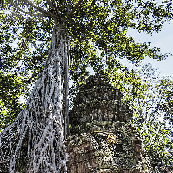 Ta Prohm Kel-Tempel  Archäologischer Park von Angkor; Krong Siem Reap  Provinz Siem Reap  Kambodscha