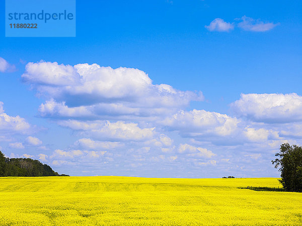 Ein leuchtend gelbes Rapsfeld unter einem blauen Himmel mit Wolken; Alberta  Kanada'.