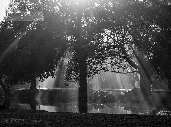 Sonnenstrahlen  die durch die Silhouette eines Baumes scheinen und sich in einem Teich spiegeln; Krong Siem Reap  Provinz Siem Reap  Kambodscha '