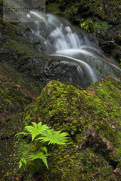 Entlang eines Abschnitts des Horse Pasture Brook; Wentworth Valley  Nova Scotia  Kanada'.