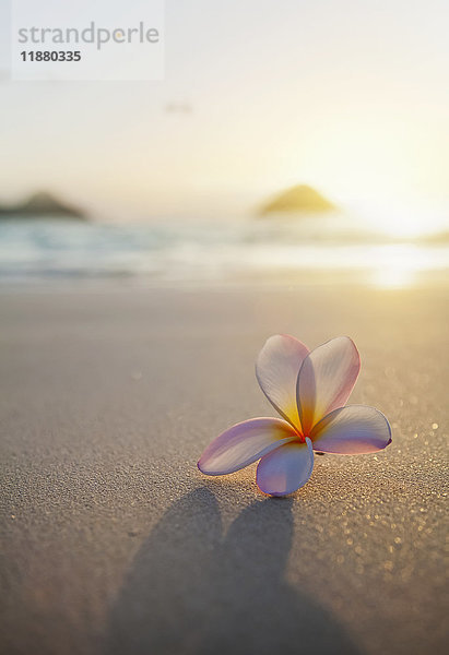 Eine Plumeria-Blüte sitzt auf dem Sand mit Blick auf die Mokulua-Zwillingsinseln und den Ozean bei Sonnenuntergang in der Ferne; Kailua  Oahu  Hawaii  Vereinigte Staaten von Amerika'.