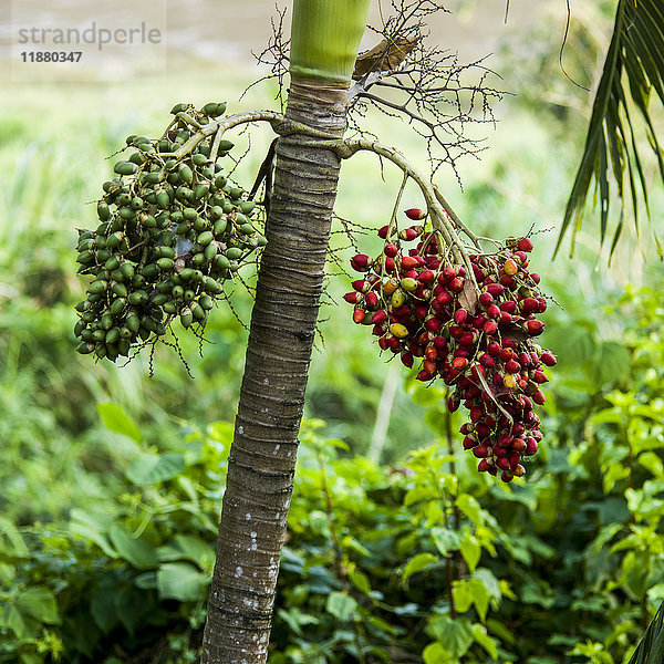 Fruchtbüschel an einem Baum  eine ist grün  die andere rot; Provinz Luang Prabang  Laos