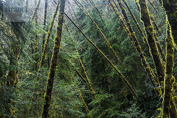 Red Alder trees grow with conifers; Cannon Beach  Oregon  Vereinigte Staaten von Amerika'.