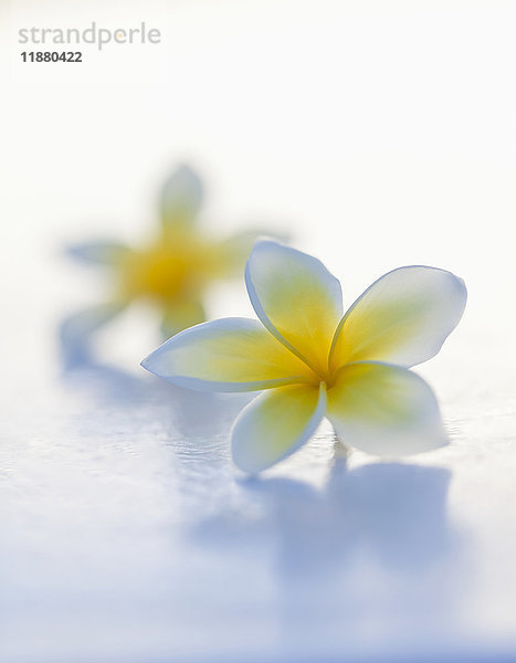 Nahaufnahme von zwei schönen gelben Plumeria-Blüten (Apocynaceae) im Weichzeichner; Honolulu  Oahu  Hawaii  Vereinigte Staaten von Amerika'.