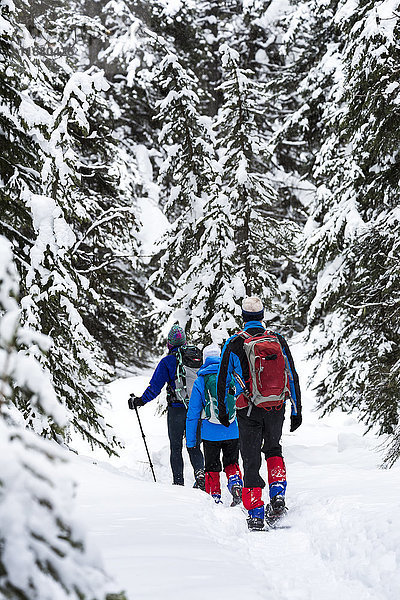 Eine Gruppe  die mit Schneeschuhen einen Pfad in einem verschneiten Wald entlangläuft  östlich von Field; British Columbia  Kanada '