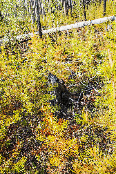 Herbstfarbenes Laub auf dem Waldboden mit einem Baumstumpf und einem umgestürzten Baum; Alberta  Kanada'.
