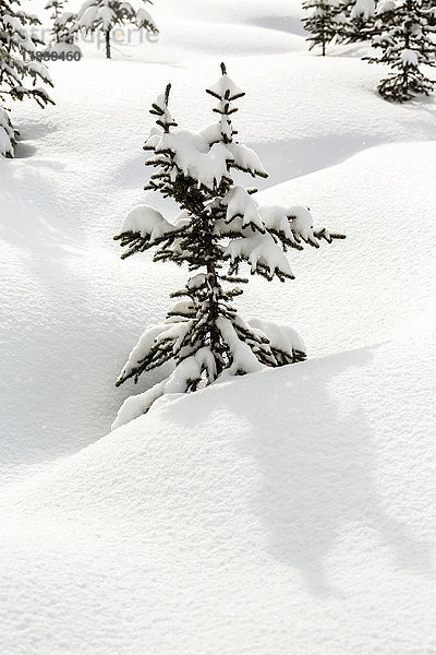 Einzelner kleiner immergrüner Baum auf einer schneebedeckten  hügeligen Wiese; Kananaskis Country  Alberta  Kanada'.