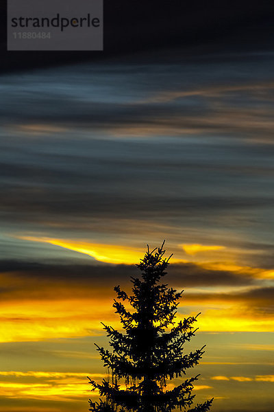 Silhouette eines immergrünen Baums mit farbenfrohem  dramatischem Himmel bei Sonnenuntergang; Calgary  Alberta  Kanada'.