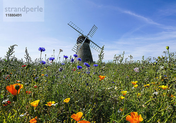Eine Windmühle vor blauem Himmel und Wolken mit einem Feld voller Wildblumen im Vordergrund; Whitburn  Tyne and Wear  England