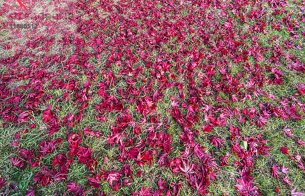 Eine Fülle von leuchtend rosafarbenen Blumen auf einem Feld; Yorkshire  England'.