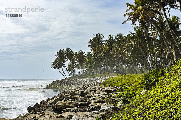 Kokosnussbäume entlang einer Klippe mit dem arabischen Meer; Varkala  Kerala  Indien'.