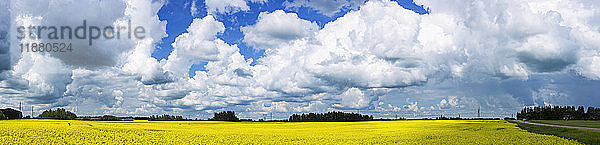 Wolken am blauen Himmel über einem gelben Rapsfeld; Alberta  Kanada'.