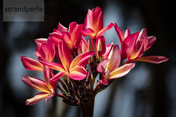 Nahaufnahme von leuchtend rosa Plumeria-Blüten; Maui  Hawaii  Vereinigte Staaten von Amerika'.