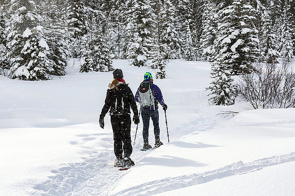 Zwei Schneeschuhwanderinnen auf einem verschneiten Weg um schneebedeckte immergrüne Bäume herum; Kananaskis Country  Alberta  Kanada'.