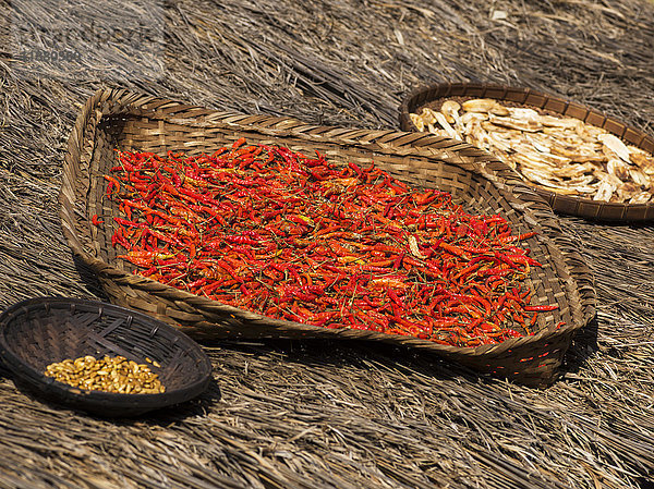 Paprika und Körner  die in Körben auf einem Strohdach trocknen; Tambon Mae Salong Nok  Chang Wat Chiang Rai  Thailand .