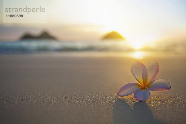 Eine rosafarbene Plumeria-Blüte sitzt auf dem Sand des Lanikai Beach in Kailua mit Blick auf die Mokulua-Zwillingsinseln und den Ozean bei Sonnenuntergang in der Ferne; Kailua  Oahu  Hawaii  Vereinigte Staaten von Amerika'.