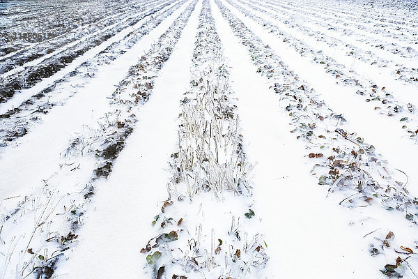 Schneebedeckte Furchen auf einem Acker