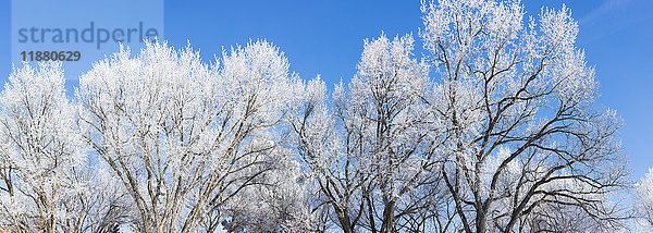 Frostbedeckte Bäume im Winter vor blauem Himmel; Alberta  Kanada'.