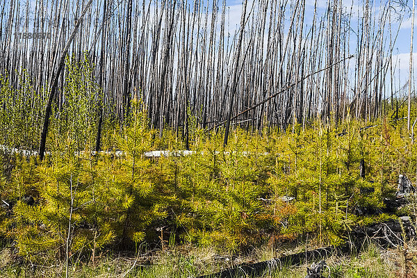Abgestorbene Bäume vor einem blauen Himmel mit Wolken und neuem Wachstum auf dem Waldboden; Alberta  Kanada