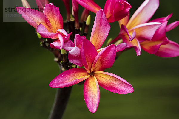 Nahaufnahme von leuchtend rosa Plumeria-Blüten; Maui  Hawaii  Vereinigte Staaten von Amerika'.