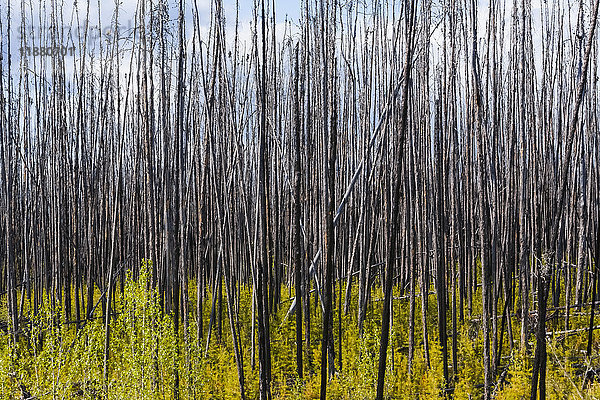 Abgestorbene Bäume vor einem bewölkten Himmel mit neuem Wachstum auf dem Waldboden; Alberta  Kanada'.