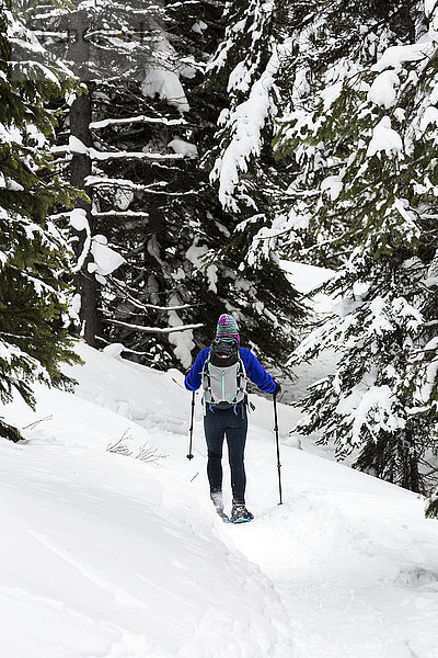 Frau beim Schneeschuhwandern in einem verschneiten Wald  östlich von Field; British Columbia  Kanada'.