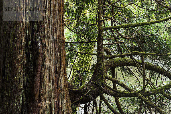 Riesige Western Red Cedar Bäume stehen im Ecola Creek Forest Reserve; Cannon Beach  Oregon  Vereinigte Staaten von Amerika'.