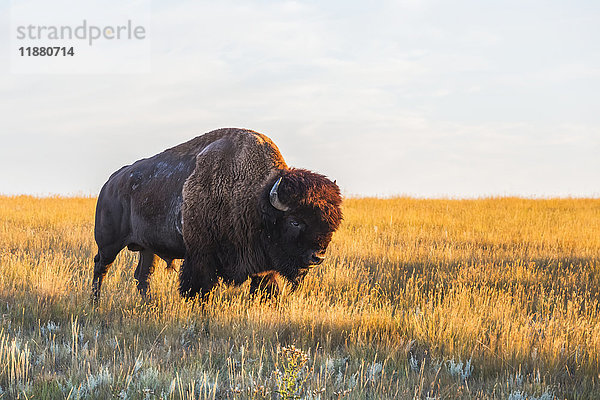 Wisent (Bison bison)  Grasslands National Park; Saskatchewan  Kanada'.