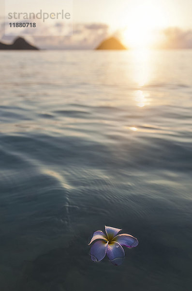 Eine einzelne schöne rosa Plumeria-Blüte (Apocynaceae)  die im Wasser vor dem Lanikai Beach schwimmt; Honolulu  Oahu  Hawaii  Vereinigte Staaten von Amerika'.