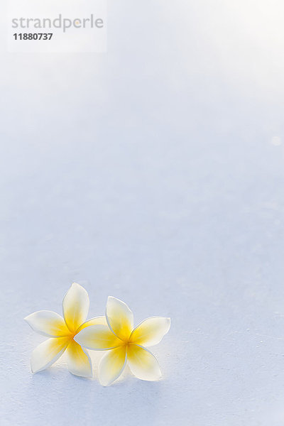 Ein Paar gelber Plumeria-Blüten  auch bekannt als Apocynaceae  zusammen mit einem weißen Hintergrund; Honolulu  Oahu  Hawaii  Vereinigte Staaten von Amerika'.