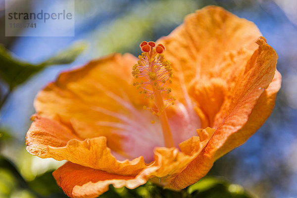 Nahaufnahme einer orangefarbenen Hibiskusblüte; Maui  Hawaii  Vereinigte Staaten von Amerika'.