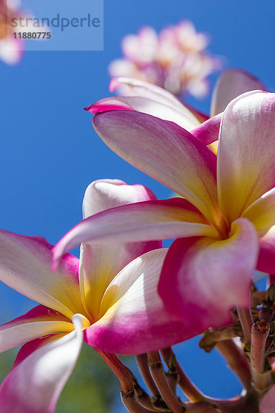 Nahaufnahme von rosa Plumeria-Blüten und blauem Himmel; Lanai  Hawaii  Vereinigte Staaten von Amerika'.