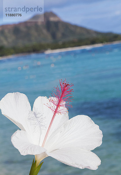 Nahaufnahme einer weißen Hibiskusblüte mit Diamond Head und Waikiki Beach im Hintergrund; Honolulu  Oahu  Hawaii  Vereinigte Staaten von Amerika'.