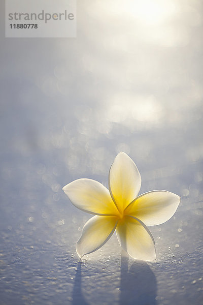 Nahaufnahme einer einzelnen schönen gelben Plumeria-Blüte (Apocynaceae) im Weichzeichner; Honolulu  Oahu  Hawaii  Vereinigte Staaten von Amerika'.