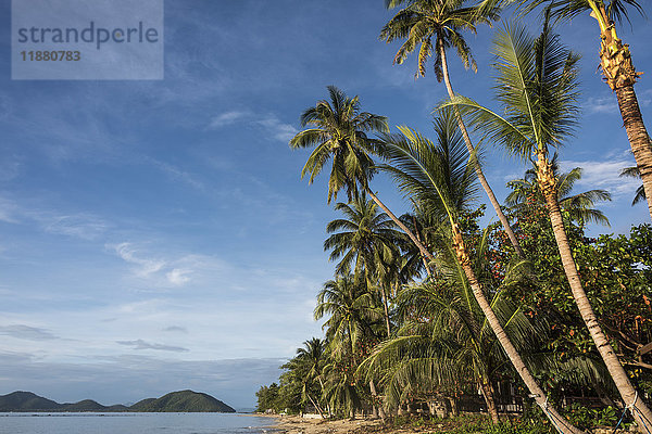 Palmen säumen den Strand entlang des Golfs von Thailand unter blauem Himmel; Ko Samui  Chang Wat Surat Thani  Thailand'