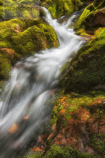 Eine strahlende Frühlingssonne beleuchtet das rauschende Wildwasser und die üppigen grünen Moose am Big Brook  Kelly's Mountain; Cape Breton  Nova Scotia  Kanada'.