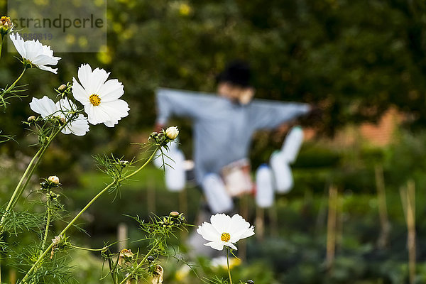 Nahaufnahme von weißen Blumen mit einer Vogelscheuche in einem Garten im Hintergrund; Gateshead  Tyne and Wear  England'.